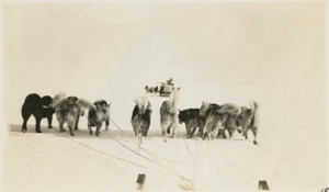 Image of Eskimo [Inughuit] dogs in front of sledge
